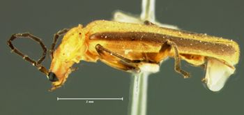 Media type: image;   Entomology 3403 Aspect: habitus lateral view
